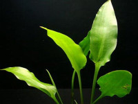 Снимка на Cryptocoryne ciliata, (Roxburgh,  Schott, 1857)
